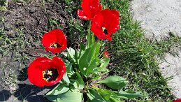 20160429_135857 null